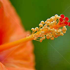 by Saptarshi Datta - Flowers Single Flower