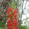 Bottlebrush