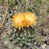 Nipple, Fishhook, or Pincushion Cactus