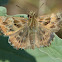 Mallow Skipper Moth