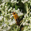 Goldenrod soldier beetle