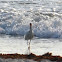 White Ibis