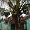 Coqueiro - Coconut Palm