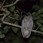 Pacific screech owl
