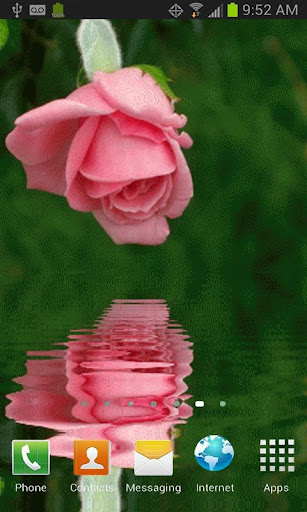 Pink Rose Reflection Free LWP