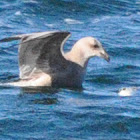 Herring Gull (Juvenile)