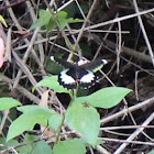 Orchard Swallowtail Butterfly