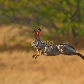 Run , The Indian hare (Lepus nigricollis) by Sharad Agrawal - Animals Other Mammals