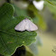 Black-veined Moth - Bělokřídlec luční