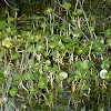 marsh pennywort