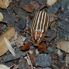 Ten lined june beetle