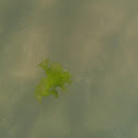 Green algae - seaweed