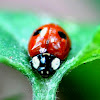 2-Spot Ladybird Beetle