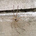 brown huntsman spider - male
