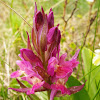 Elder-flowered Orchid (pink)