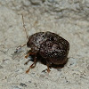 Case-bearing Leaf Beetles