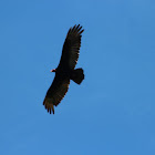 Turkey Vulture