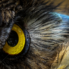 by Binoka Nadiranga - Animals Birds