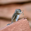 White Tailed Antelope Squirrell