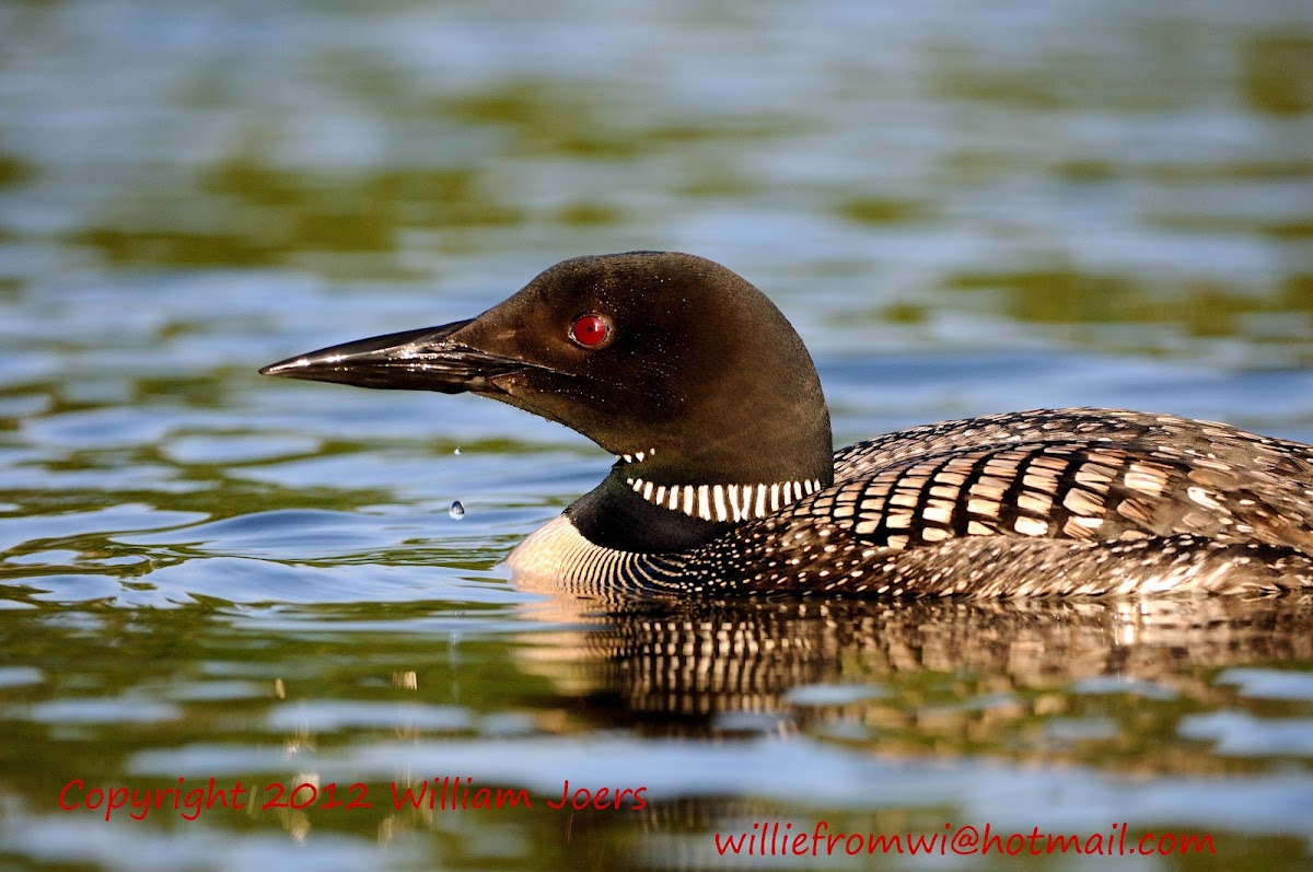 Great Northern Loon