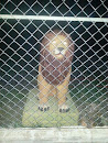 Jail of Lions