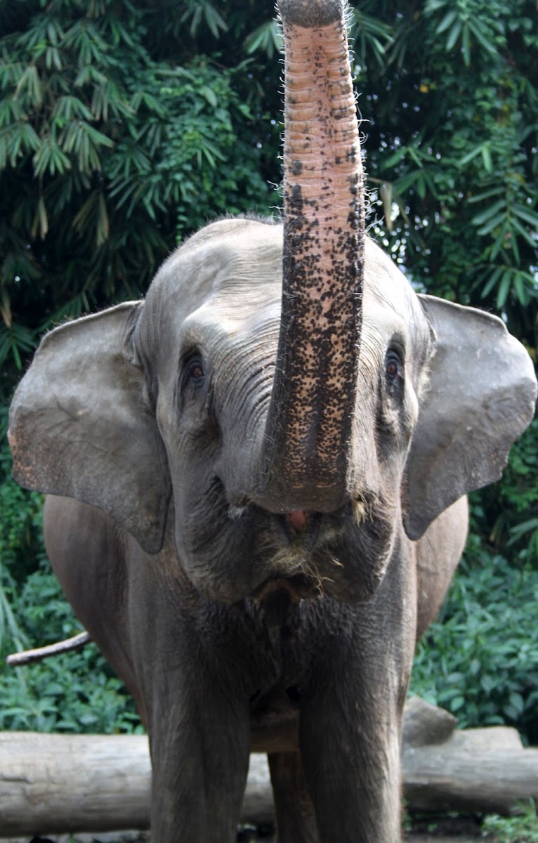 Asian Elephant