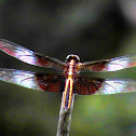 Dragonfly - Widow Skimmer