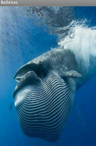 Ballenas