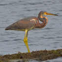 Tri-colored Heron