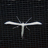 Plain Plume Moth