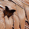 Dark Daggerwing Butterfly