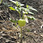 Ivyleaf Groundcherry