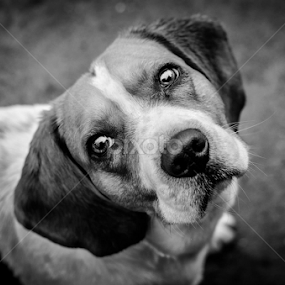 Wonder by Romeo Pogacean - Animals - Dogs Portraits