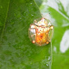 Asian Golden Tortoise Beetle