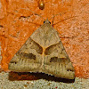 Forage looper moth