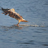 Grey or Spot-billed pelican