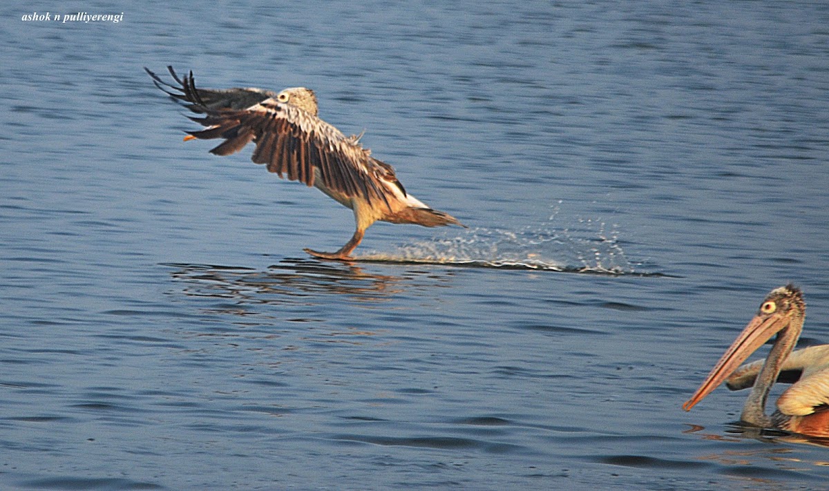 Grey or Spot-billed pelican