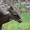 White-tailed deer