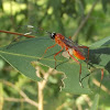 Black-headed orange parasitic wasp