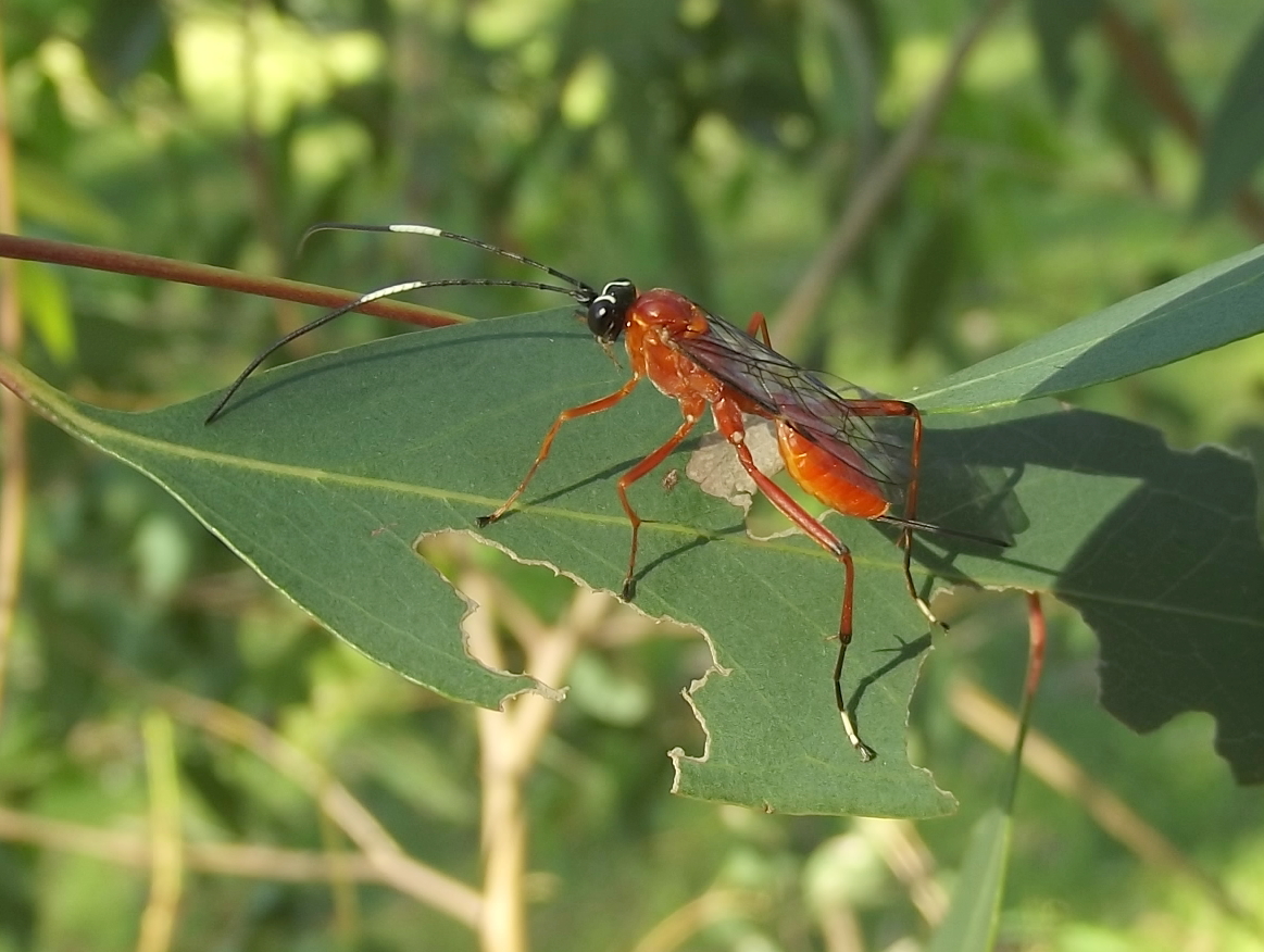Black-headed orange parasitic wasp