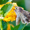 Corn earworm moth