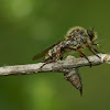 Slender-footed Robberfly
