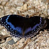 Blue-banded Eggfly 