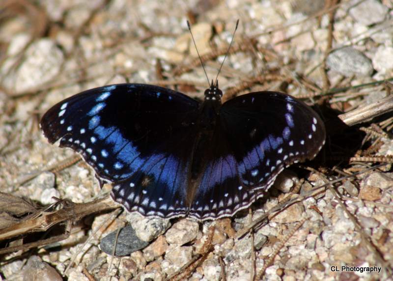 Blue-banded Eggfly 