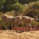 Mule Deer