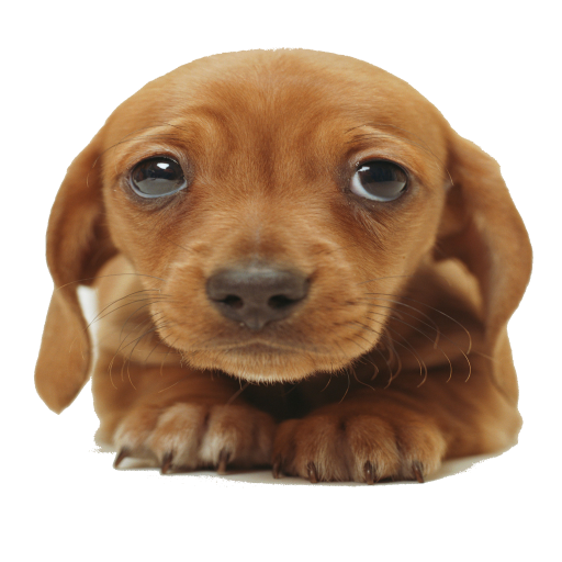 Puppy Clicker LOGO-APP點子