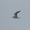白眉燕鷗 / Bridled Tern