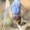 Blue Skimmer Dragonfly