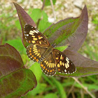 Theona Checkerspot