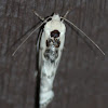 bird drop mimic moth